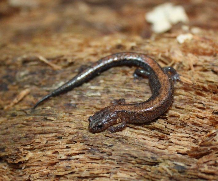 IMG 3279 Fall Creek Van Buren Co PDOR