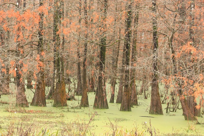 IMG_3308 Lake Martin