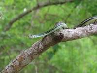 IMG 3547