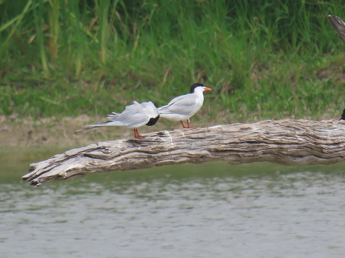 IMG_3702_Santa Ana NWR
