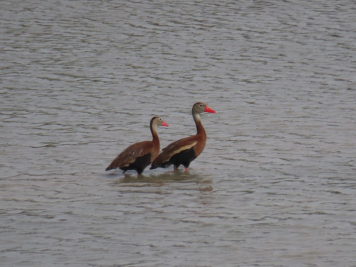 IMG_3836_Estero Llano Grande SP