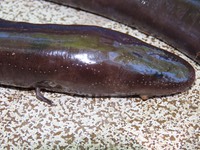 IMG 7412