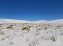 IMG_7516