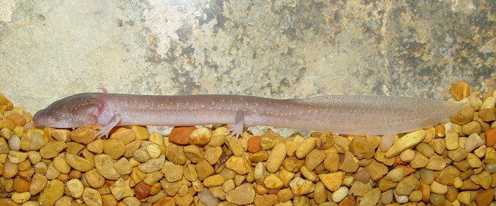 In Jensen Book Walker Co. GA GPAL