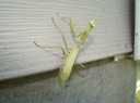 Insects Mostly 013