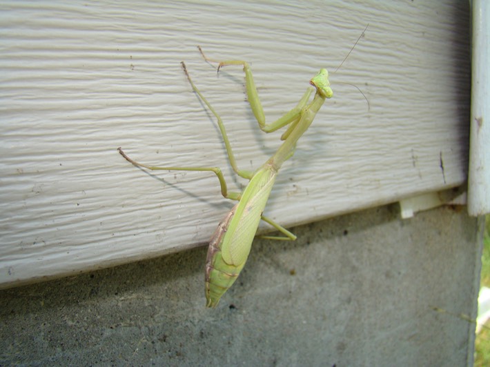 Insects Mostly 013