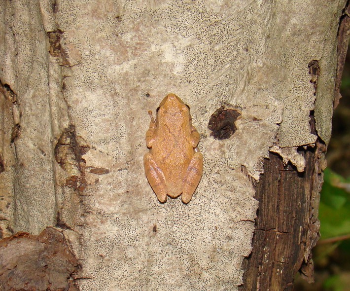 Insects Mostly 039 (2) St. Francois SP