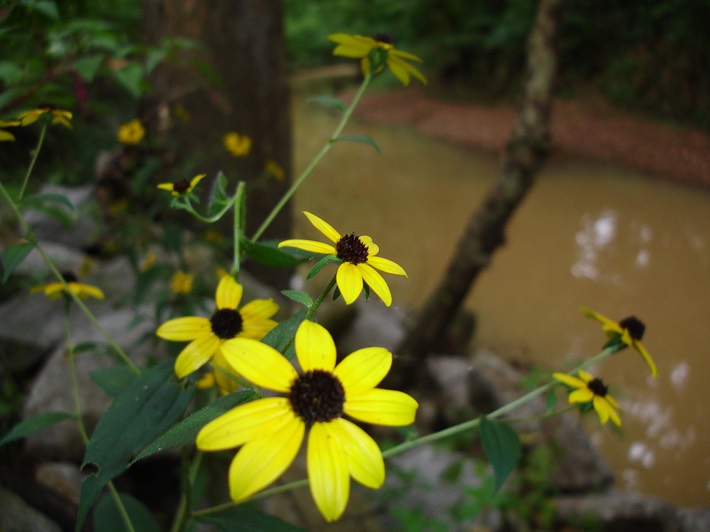 Jackson City Park - 1