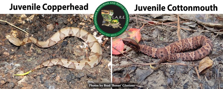 Juvenile Cotton Copper