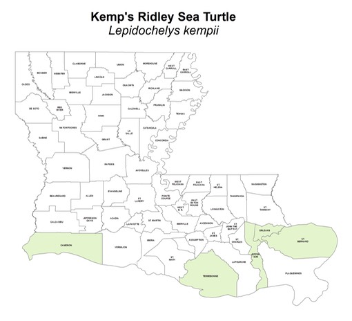 Kemp's_Ridley_Sea_Turtle