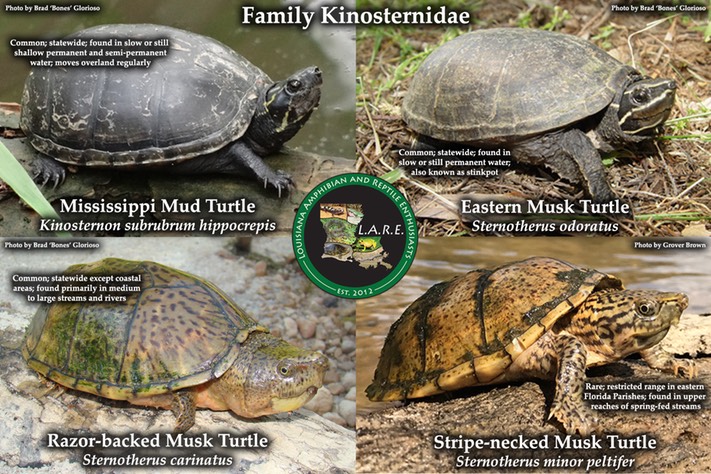 Kinosternidae