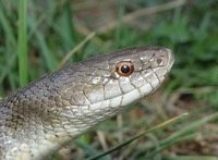 L. calligaster (2) (2)