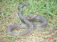 L. calligaster (7)