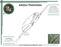 LARE Coloring Page - Green Treefrog