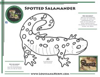 LARE Coloring Page - Spotted Salamander PRINT