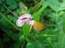 Least Skipper - Ancyloxypha numitor (10)