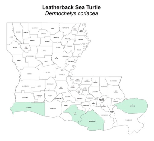 Leatherback_Sea_Turtle