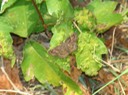 Lepidopteran