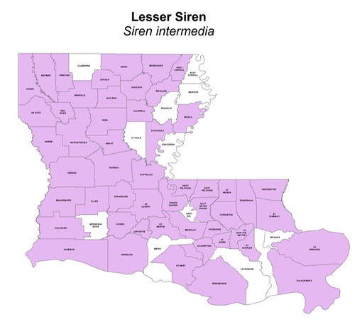 Lesser Siren