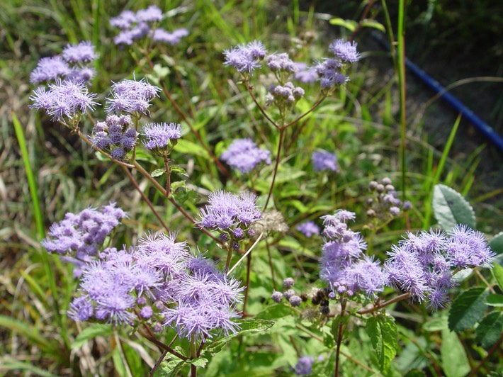 Liatris scariosa (Northern Blazing Star) 7