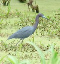 Little Blue Heron (2)