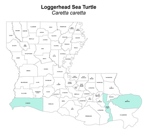 Loggerhead Sea Turtle