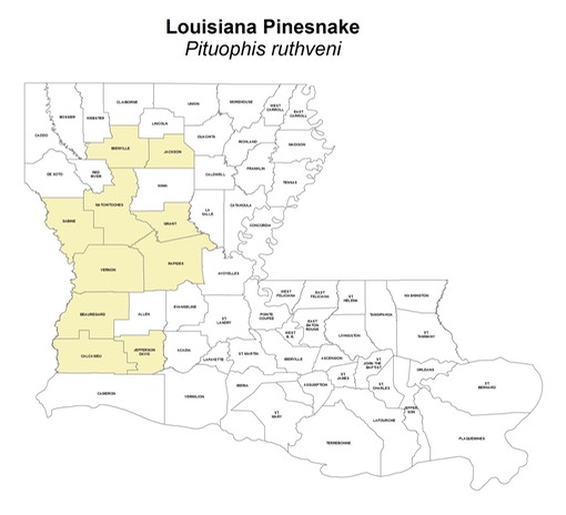 Louisiana_Pinesnake