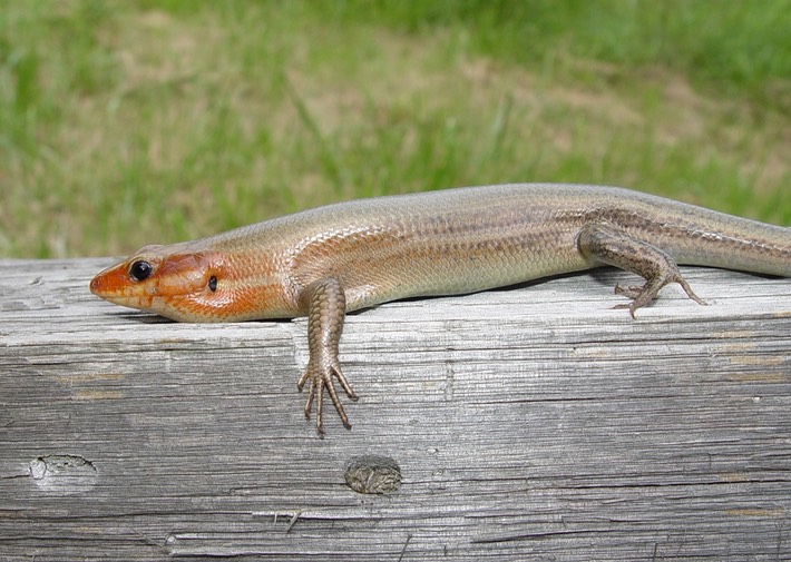 Main Park 076 SRNB Plat