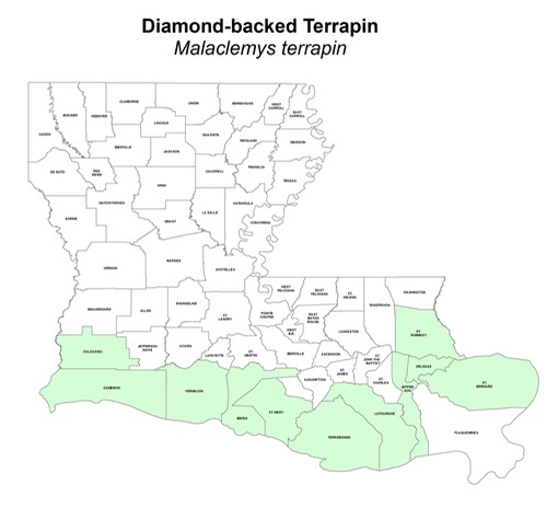 Malaclemys terrapin