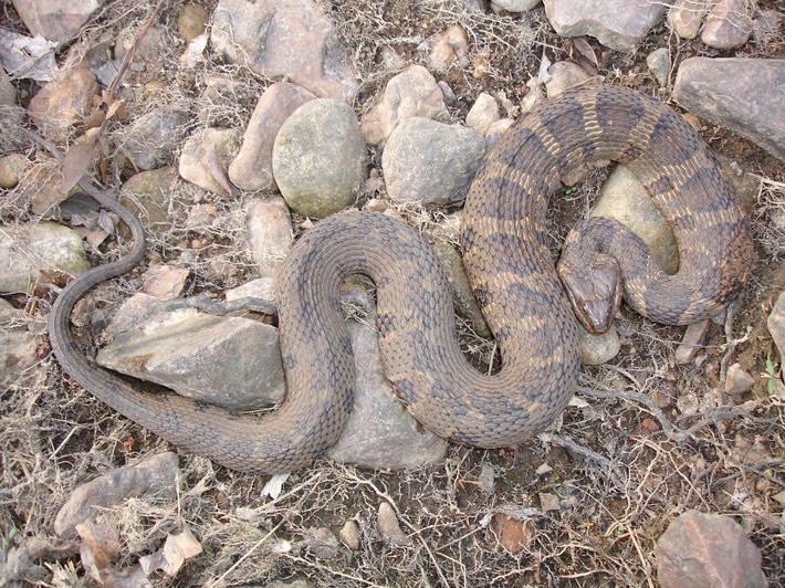Northern Watersnake Marble Creek - Twain 2.jpg