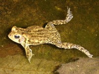 Marble Creek - Twain 107 (2)