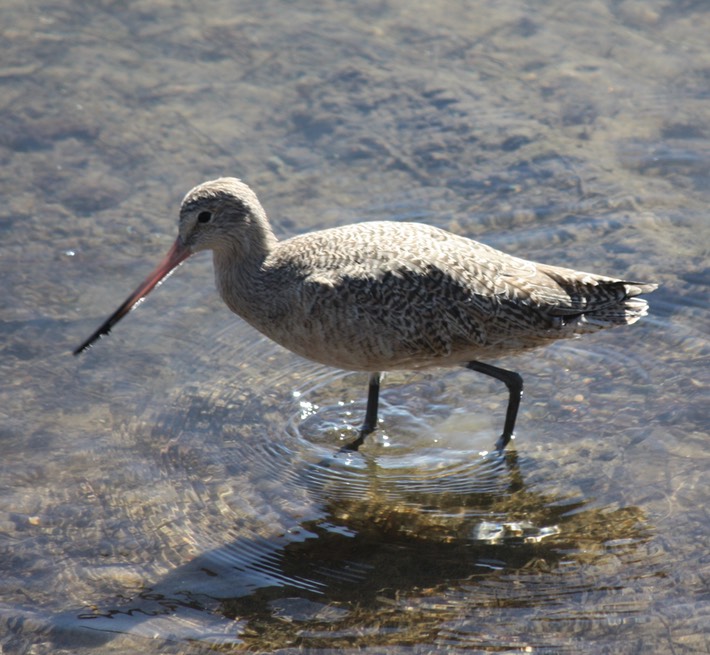 Marbled Godwit