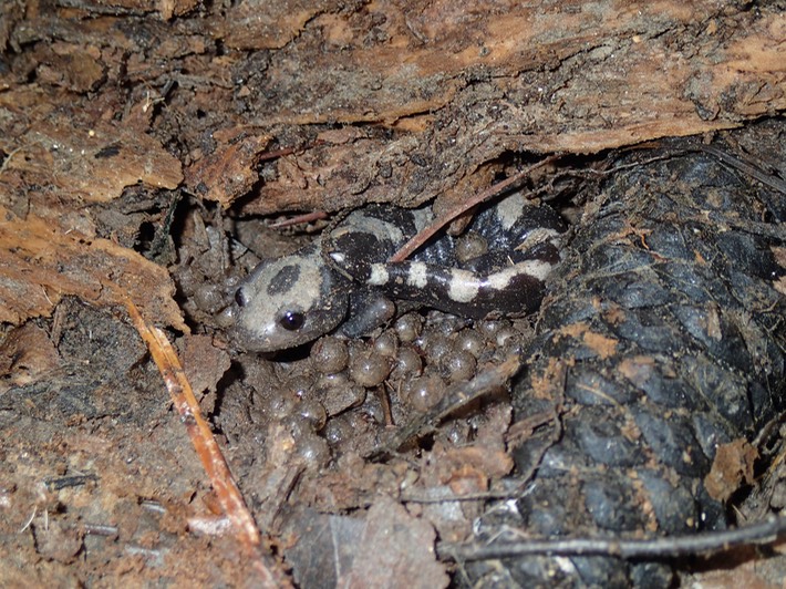 Marbled Salamander Kisatchie