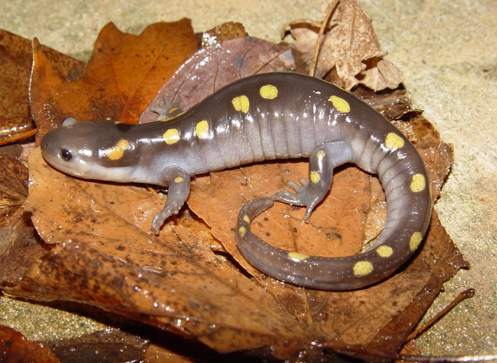 Matt WO Me 002 AMAC Ruth