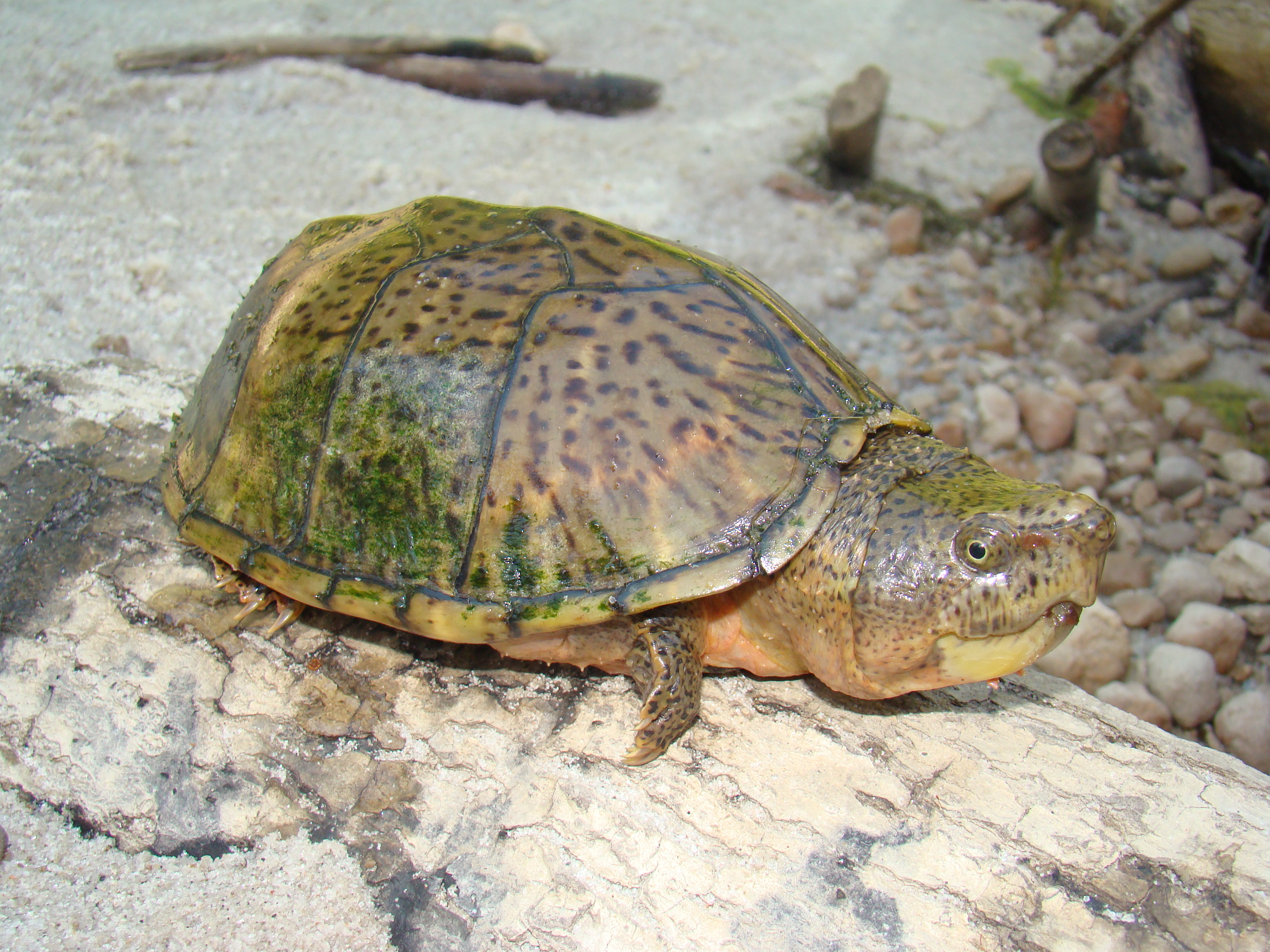 Razorbacked Musk Turtle Sternotherus carinatus Amphibians and Reptiles of Louisiana