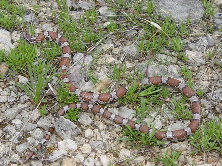 Milksnake 1.JPG
