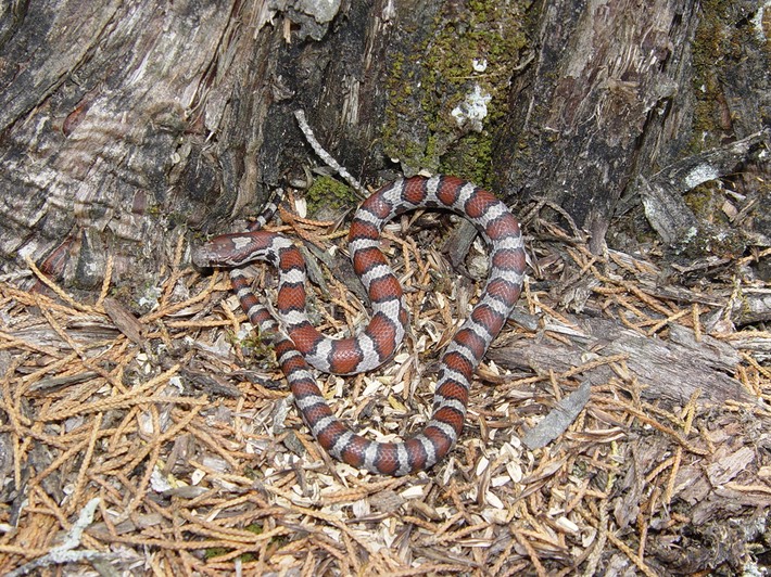 Milksnake 2.JPG