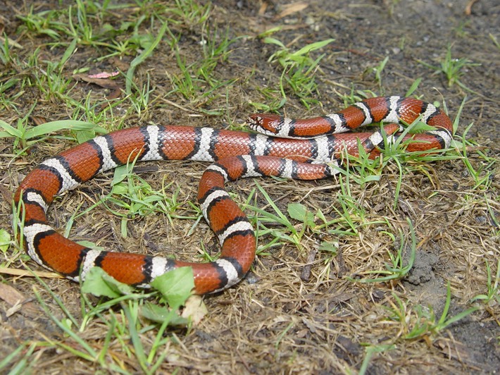 Milksnake 2.JPG