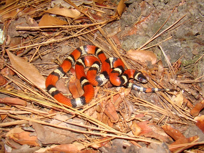 Milksnake