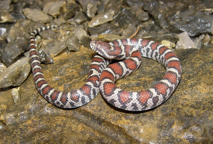 Milksnake 3.jpg