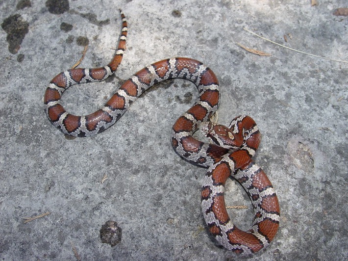 Milksnake Flat Rock.jpg