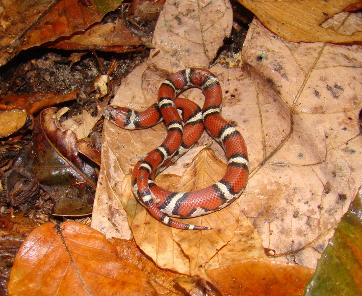 Milksnake Morris State Park Dunklin County.jpg
