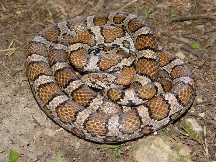 Milksnake Trousdale County.jpg