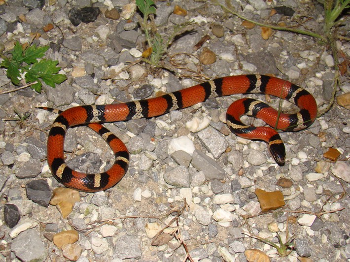 Milksnake.jpg