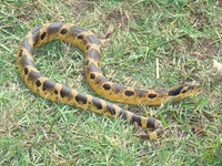 Mingo 024