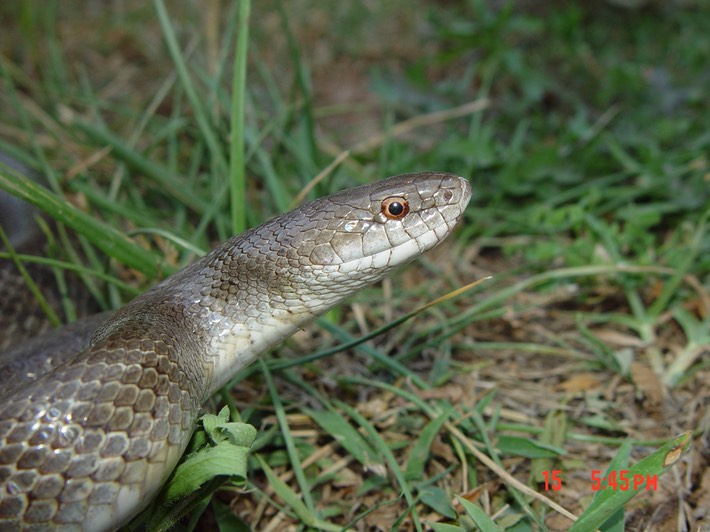 Mole Kingsnake Warren County 1.jpg