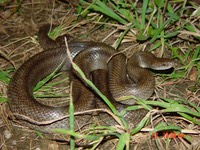 L. calligaster 012