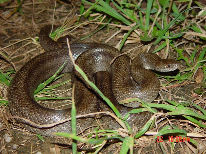 Mole Kingsnake Warren County 2.jpg