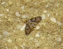 Moth
