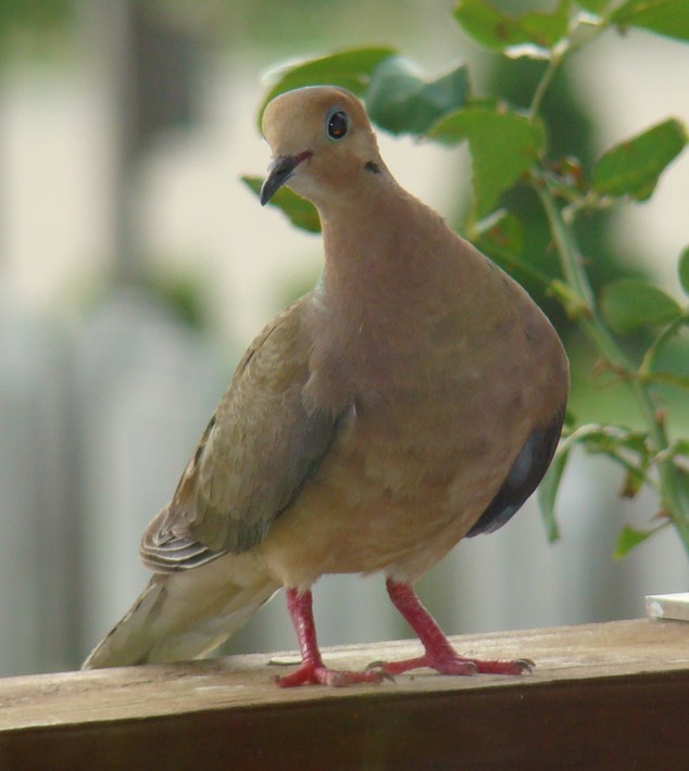 Mourning Dove (2)